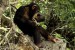 simpanz2.jpg