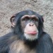 simpanz3.jpg